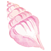 貝殻イラスト