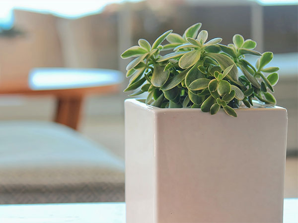 店舗装飾・グリーンディスプレイ