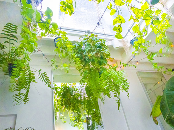 内装グリーンデザイン