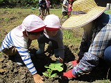 野菜苗植え