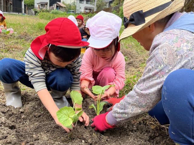 野菜苗植え