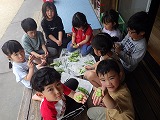そら豆収穫→塩茹でそら豆