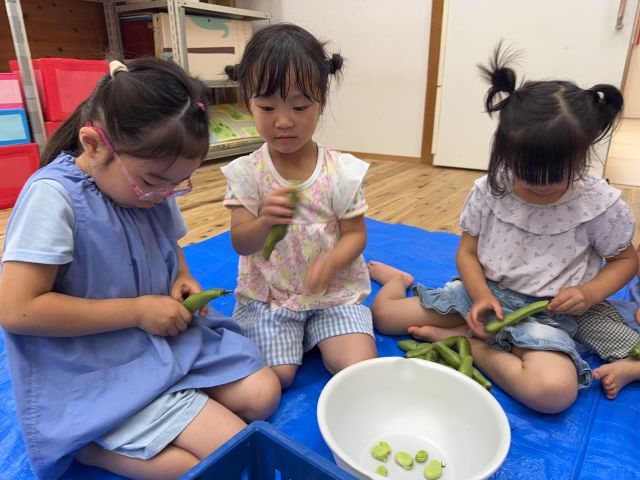 そら豆収穫→塩茹でそら豆