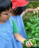 夏野菜収穫