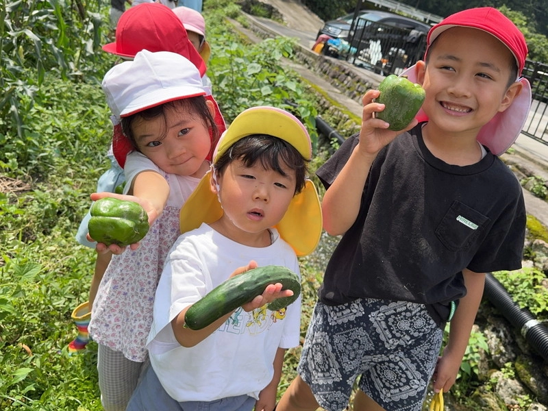 夏野菜収穫