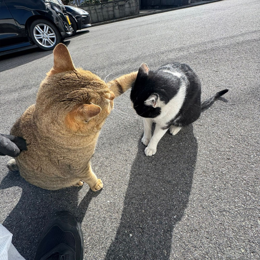 看板猫たちの紹介