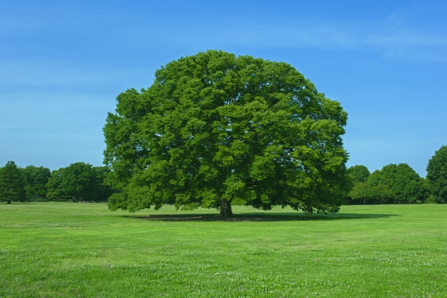 脱薬剤・衛生環境改善