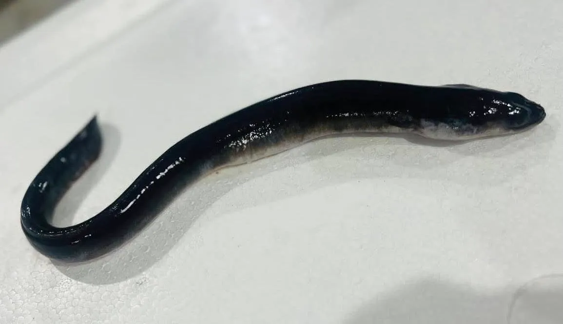 輸入・取引の流れイメージ