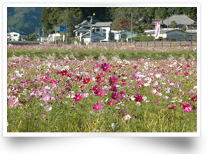 コスモス園