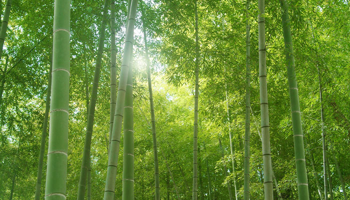 竹林整備