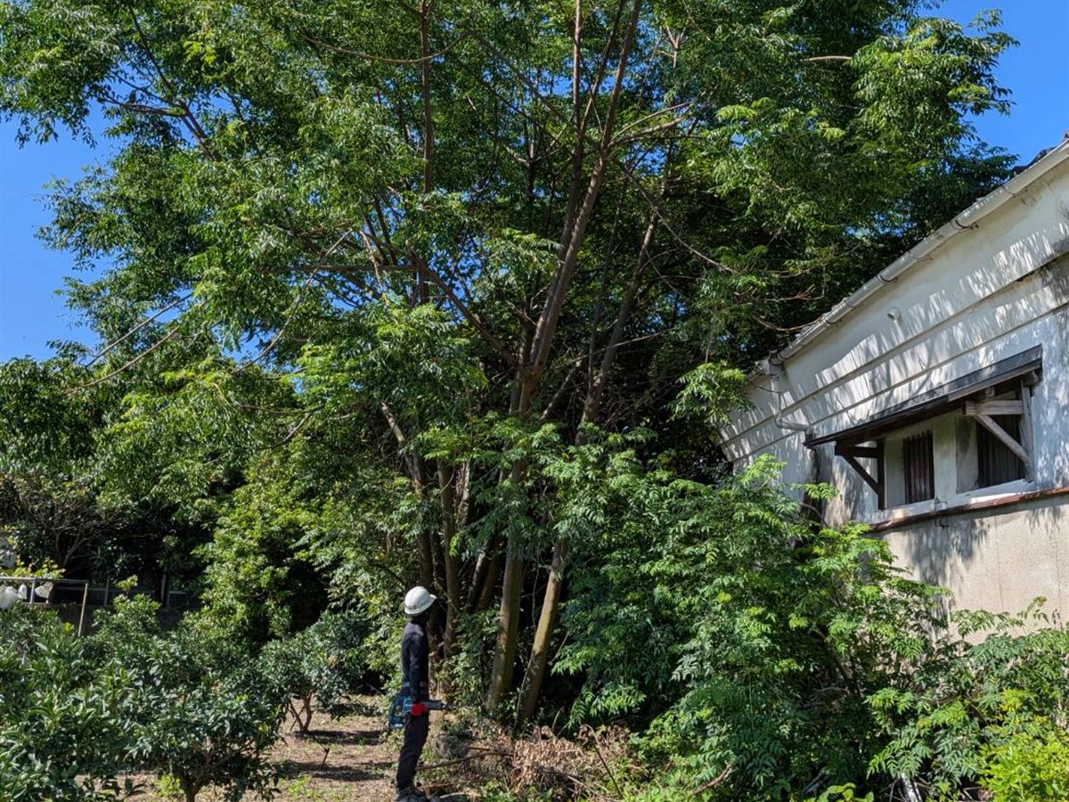 愛媛県松山市 伐採工事｜施工前