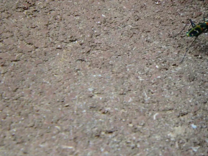 0409ｵｷﾅﾜﾊﾝﾐｮｳ③