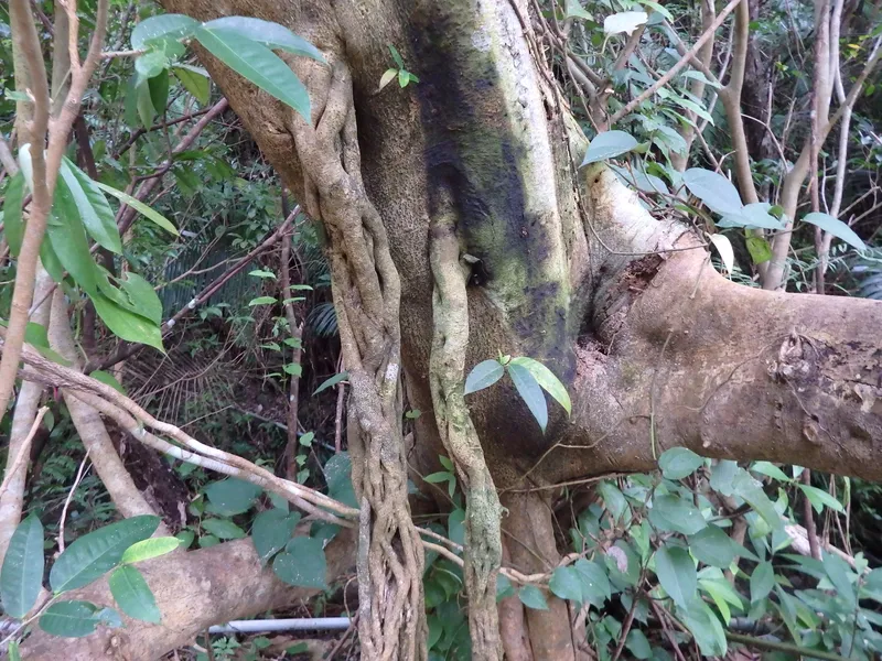 イヌビワ