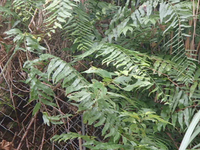 ホウビカンジュ