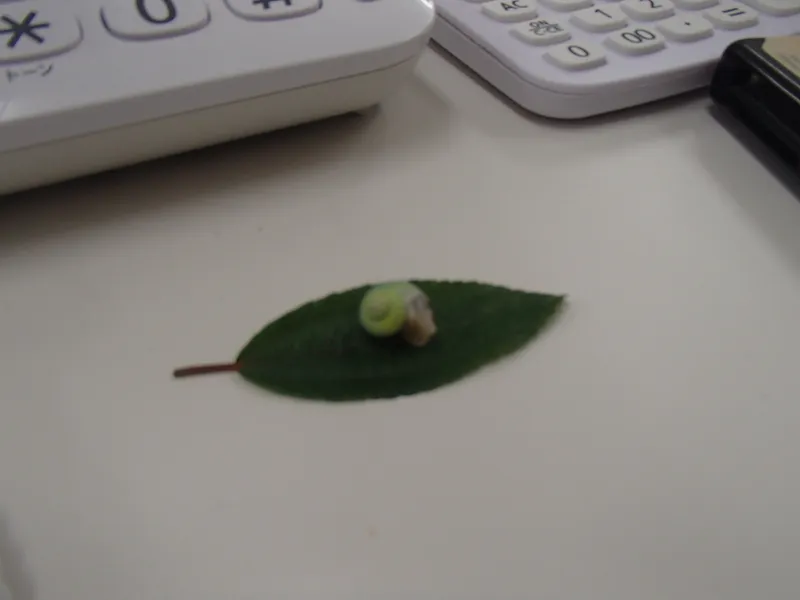 ｱｵﾐｵｶﾀﾆｼ①