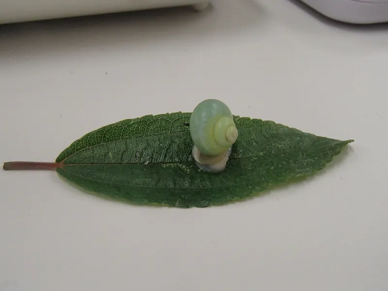 ｱｵﾐｵｶﾀﾆｼ②