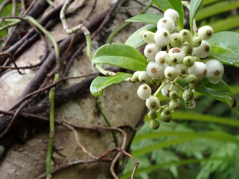ｼﾗﾀﾏｶｽﾞﾗ　目玉のような実をならす、ツル性の植物