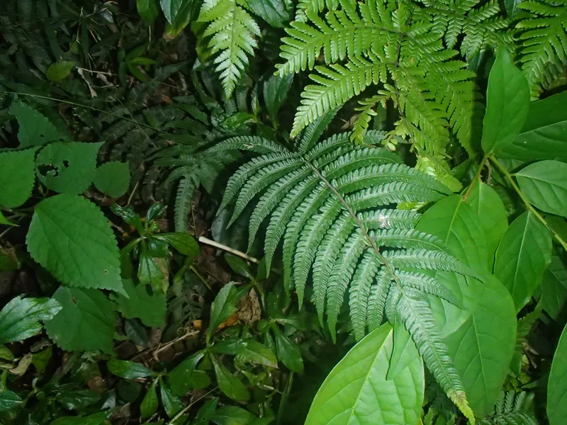 ﾎｼﾀﾞ