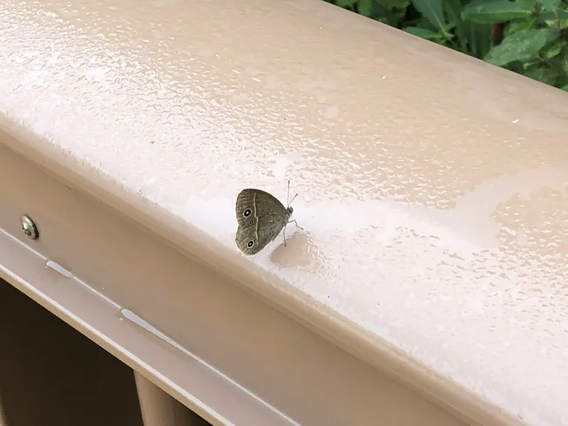 ﾘｭｳｷｭｳﾋﾒｼﾞｬﾉﾒ　幼虫はイネ科の草を食する。また、温暖な場所で生活をする。