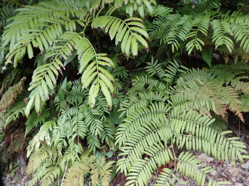 ﾘｭｳﾋﾞﾝﾀｲ　とても古くから自生する原始植物。大型シダ植物。