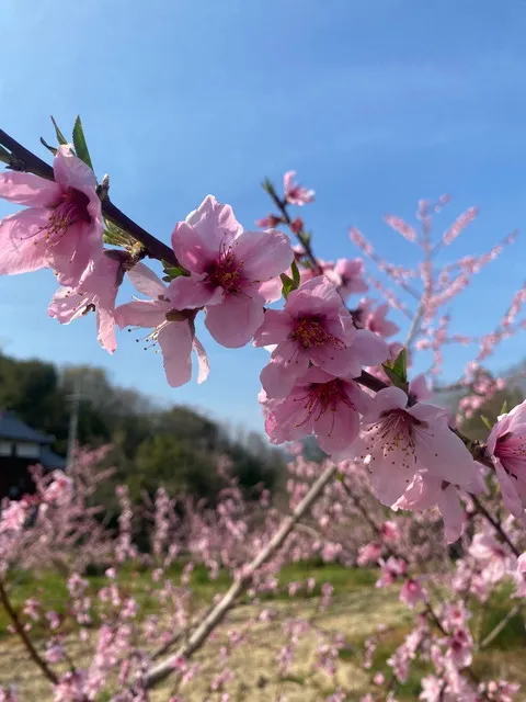 満開の季節