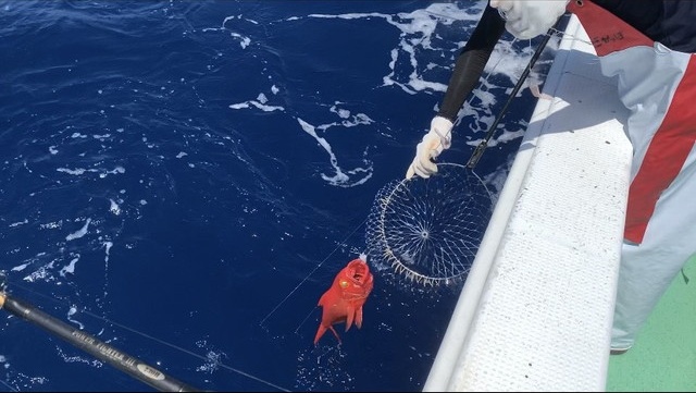 一本釣りで釣り上げたかりゆしキンメ