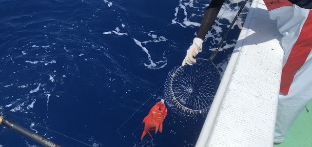 漁船で水揚げされるかりゆしキンメ