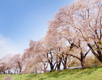 狩野川さくら公園の桜