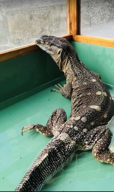 取扱生体の写真