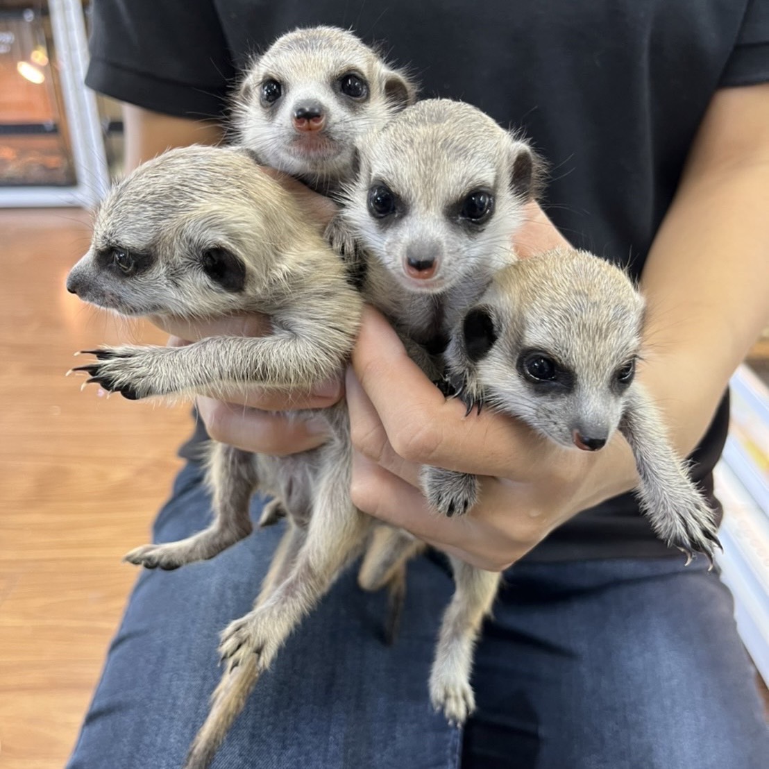 Wild＆Littleの店舗・スタッフ・動物たち