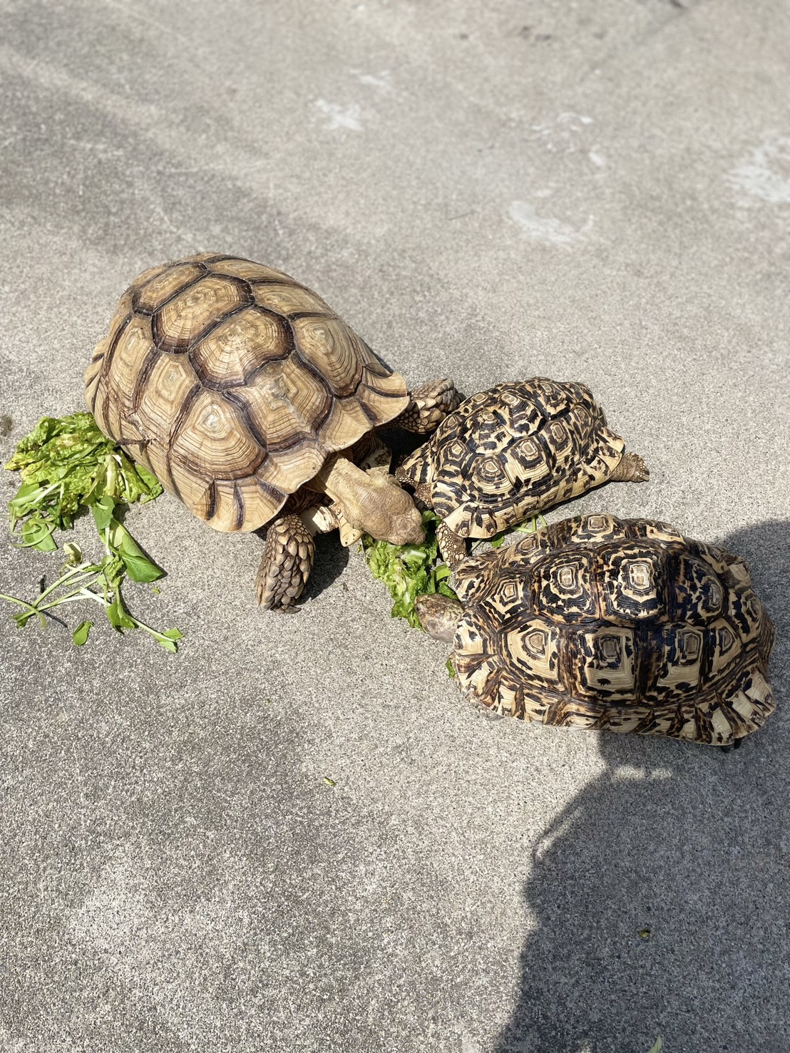移動動物園・ふれあい