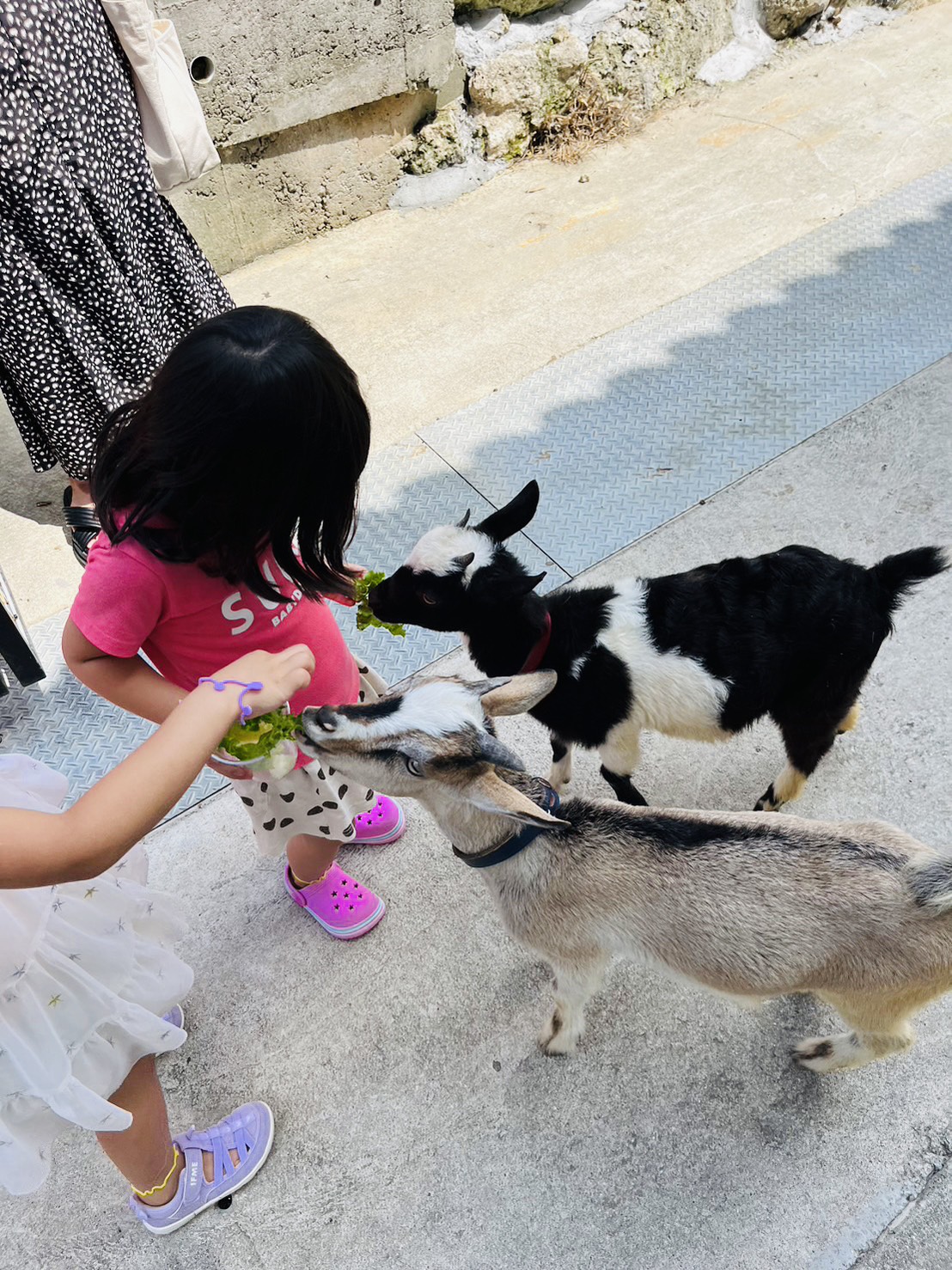 移動動物園