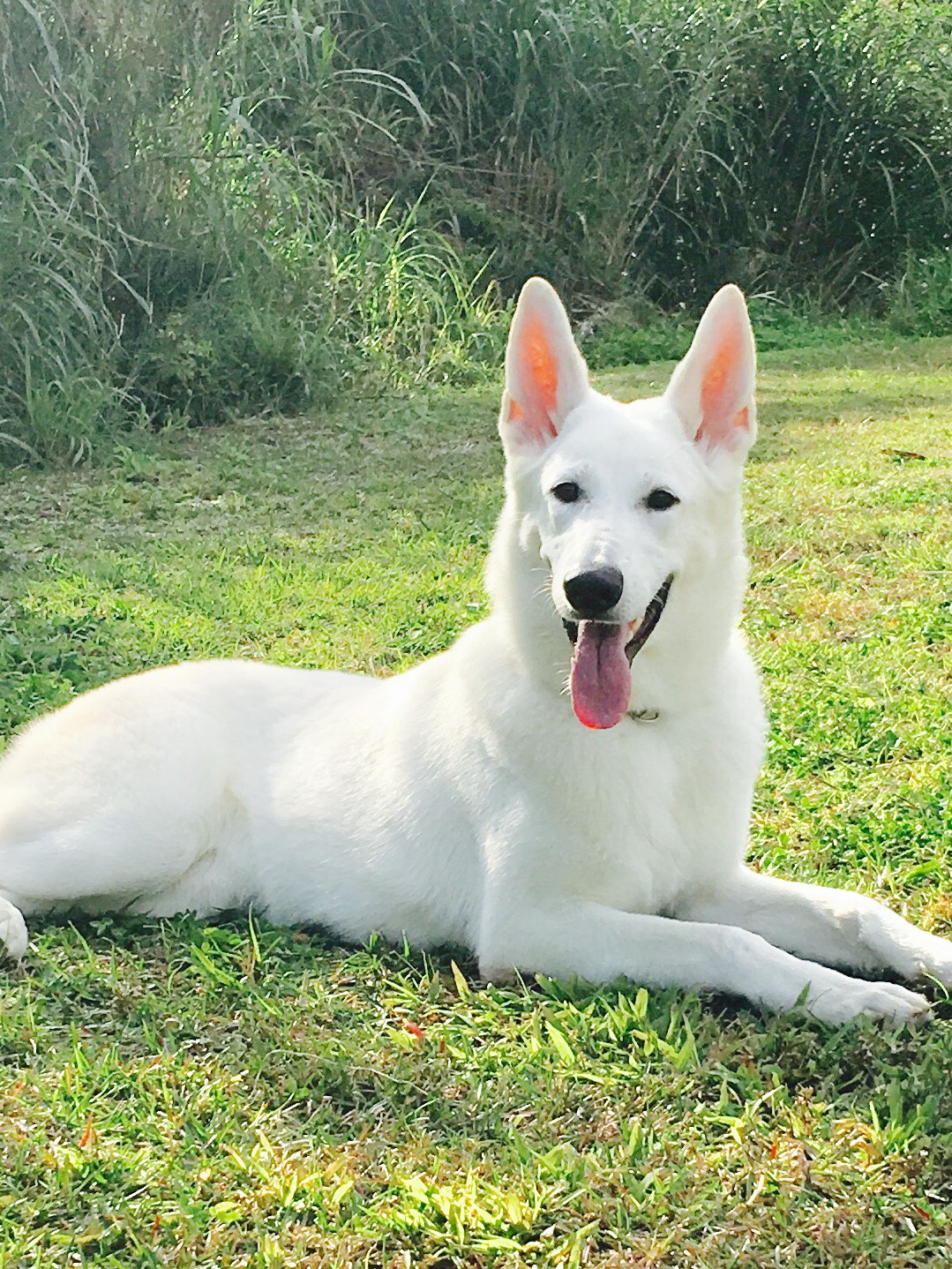 幅広い犬種に対応