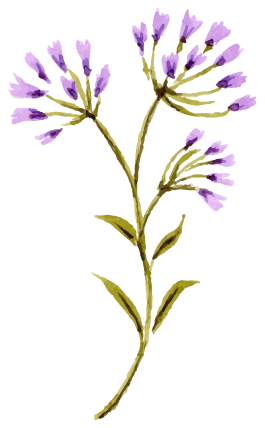 花イラスト