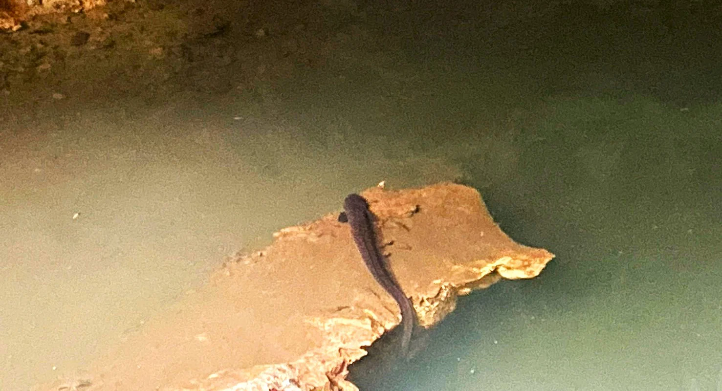 洞窟に棲む生き物