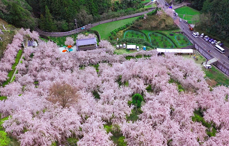 しだれ桜