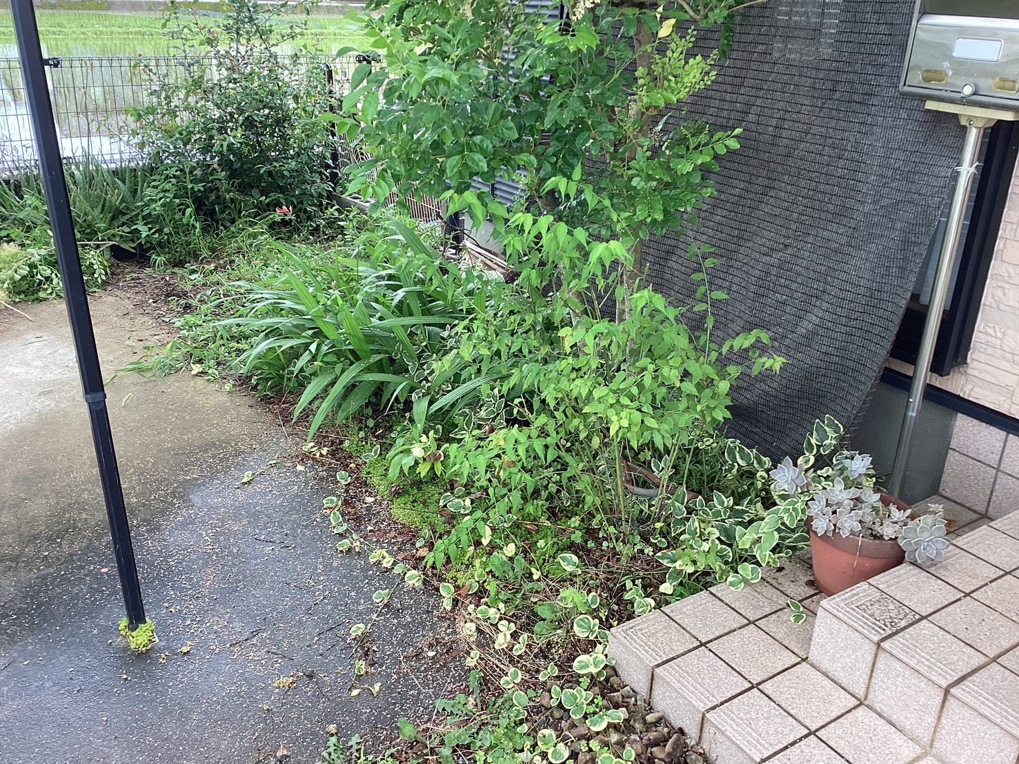 施工前：ガンコマサで防草対策（N様邸）
