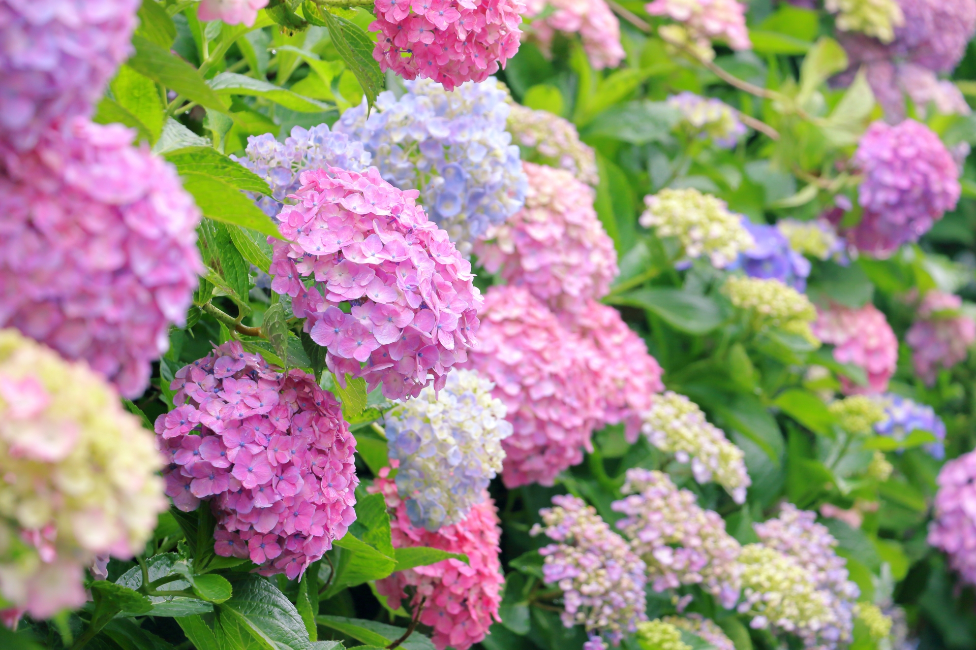 境内の紫陽花