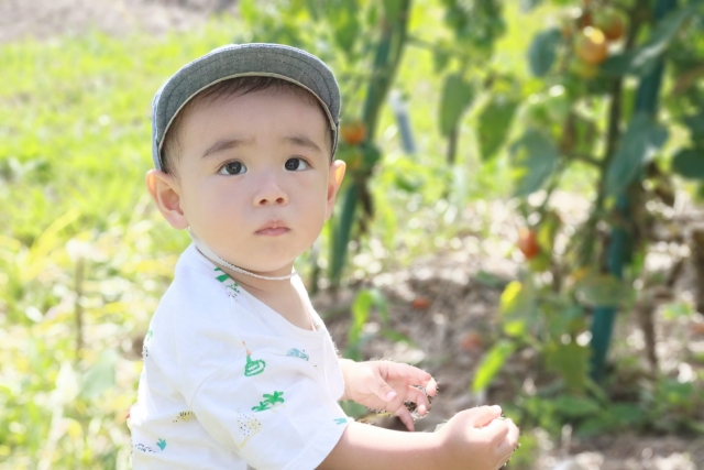 園庭での野菜づくり