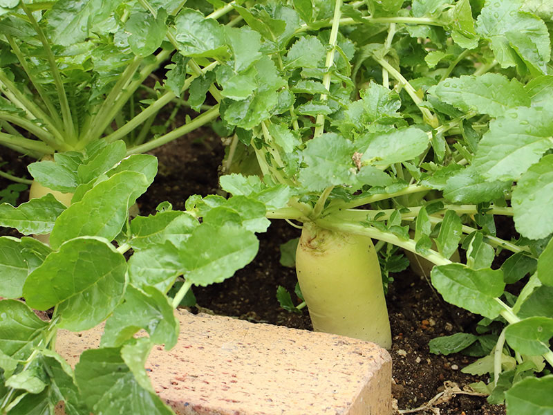 農園で育てた野菜