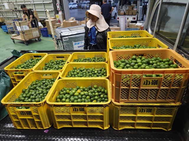 出荷前に分別管理されたシークヮーサーのコンテナ