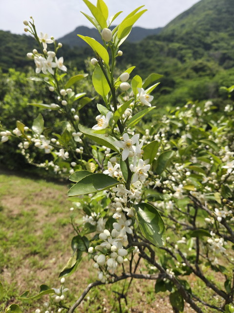 沖縄フルーツ楽園の農園の様子 02