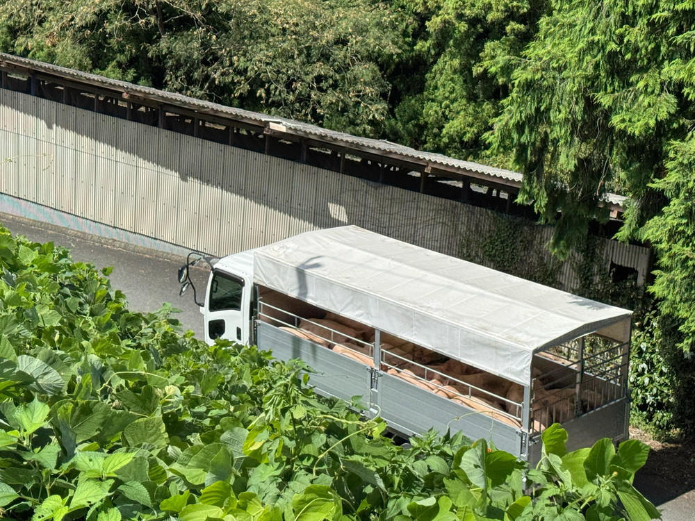 肉豚出荷の積み込み