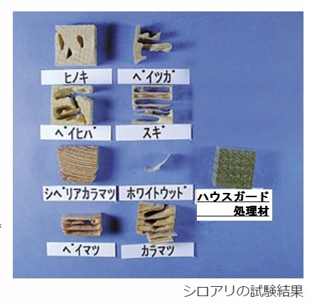 シロアリの試験結果(右下がハウスガード処理材)