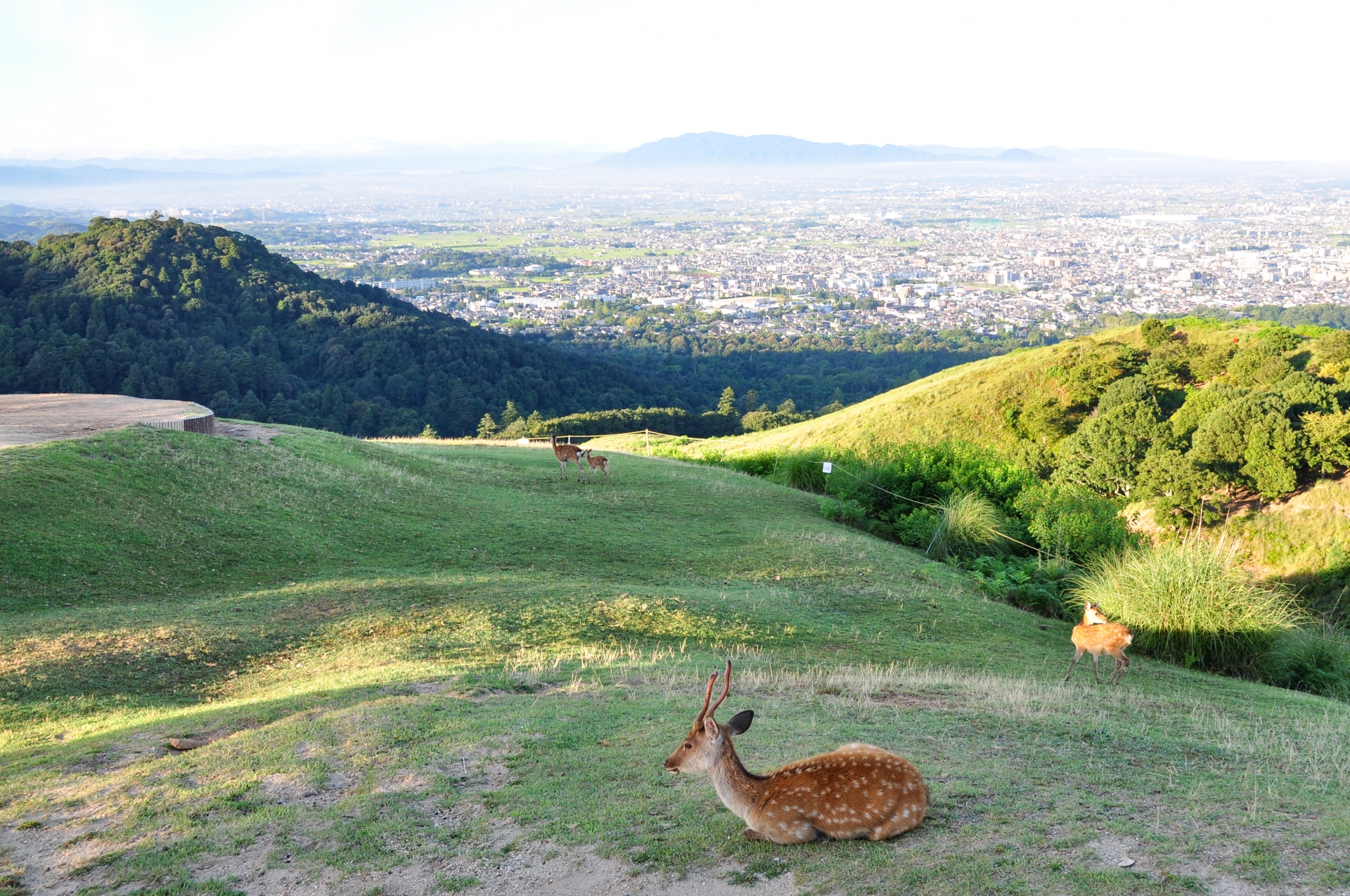 若草山から奈良盆地を望む草原と鹿