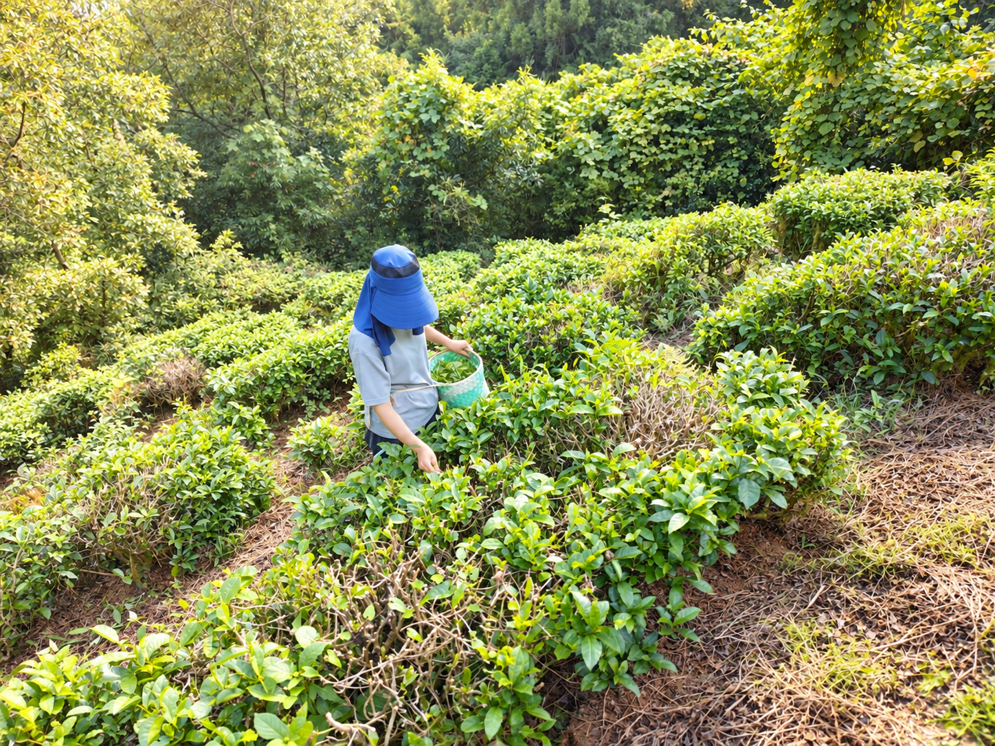 大川村の畑