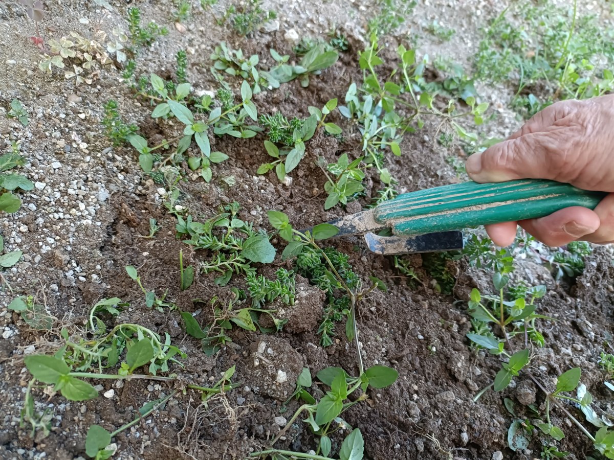 STEP1 雑草除去