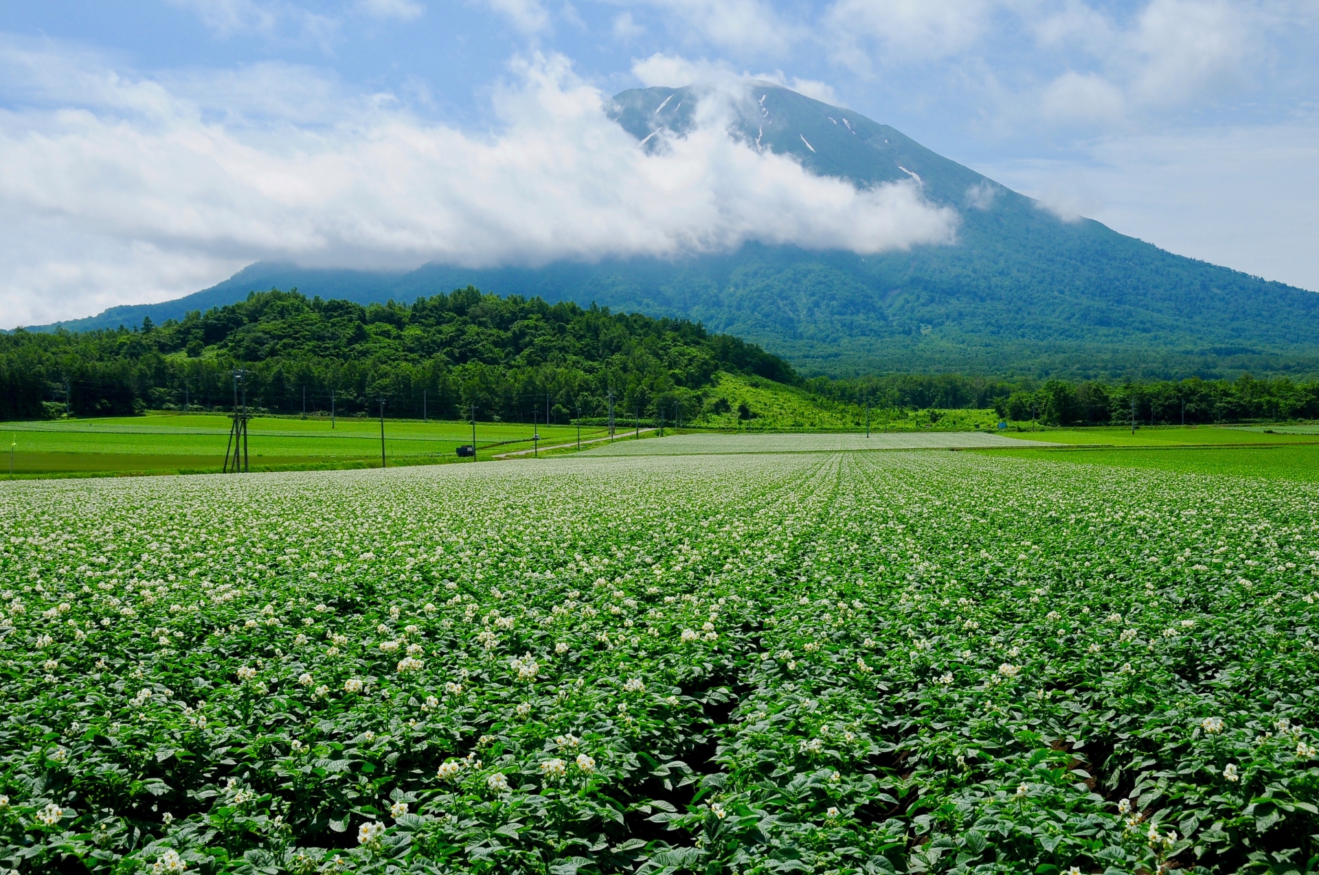 じゃがいも畑と羊蹄山