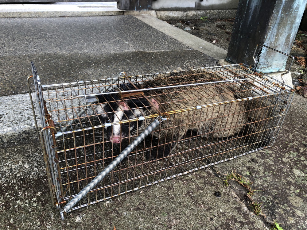 罠による捕獲