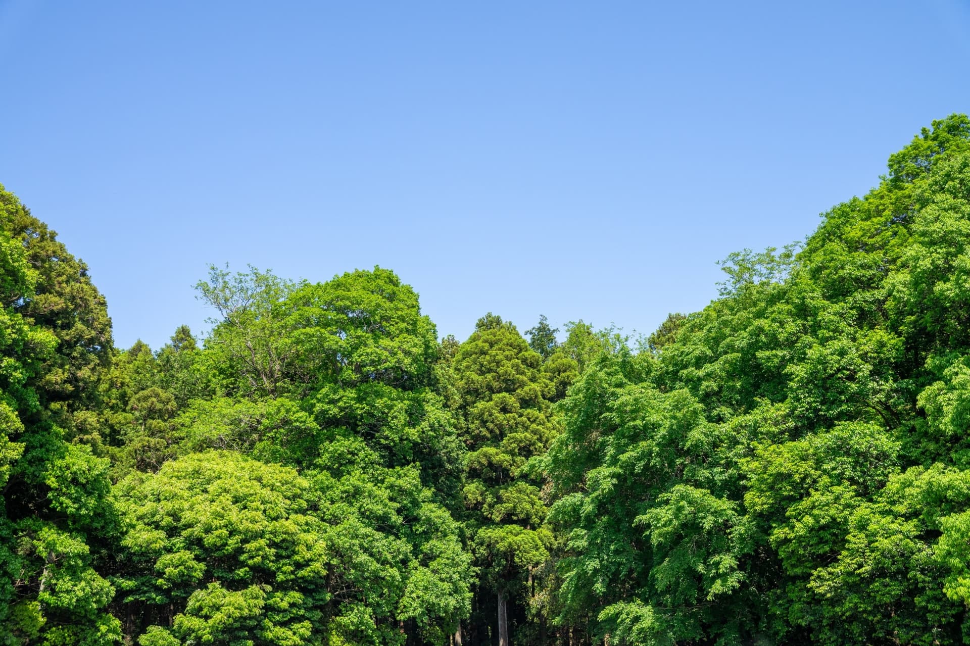 自然の風景